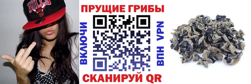 Галлюциногенные грибы Psilocybe  купить наркоту  Кирсанов 